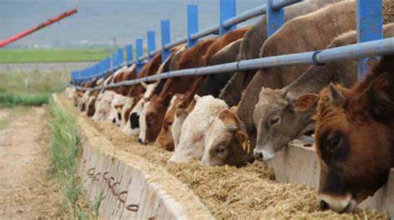 Kurbanlık baskül fiyatları belirlendi