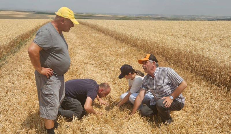 Edirne’de buğday ve arpa