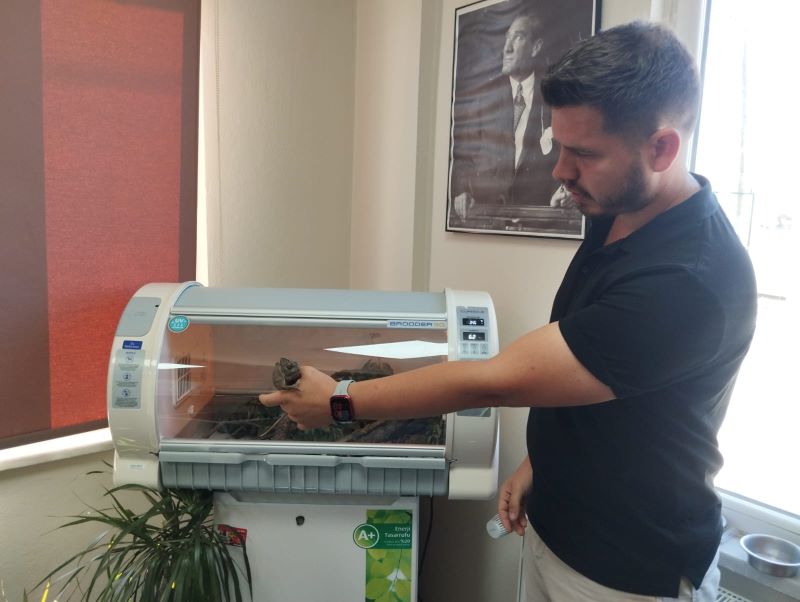 Bir kutu içerisinde Doğa