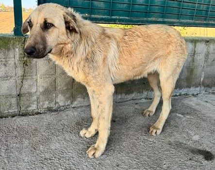 Edirne’de belediye personelinin sokak