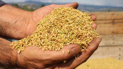 TMO, 2026 yılı çeltik üretim