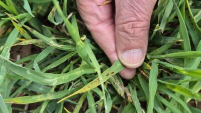 Edirne Ziraat Odası ekipleri, bölgedeki buğday ve arpa tarlalarında yaptıkları