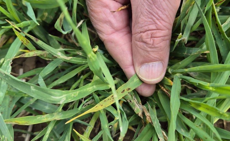 Edirne Ziraat Odası ekipleri, bölgedeki buğday ve arpa tarlalarında yaptıkları