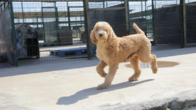 Edirne’nin Lalapaşa ilçesinde jandarma ekiplerince gerçekleştirilen operasyon sonucu, kaçak ve