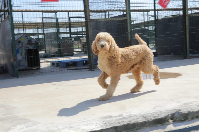 Edirne’nin Lalapaşa ilçesinde jandarma ekiplerince gerçekleştirilen operasyon sonucu, kaçak ve