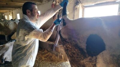 Edirne İl Tarım ve Orman Müdürlüğü ekipleri, sahaya şap hastalığına