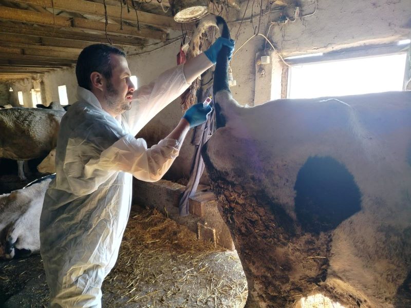 Edirne İl Tarım ve Orman Müdürlüğü ekipleri, sahaya şap hastalığına