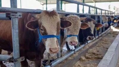 Bayram öncesi açıklanan tarifede küçükbaş ve büyükbaş hayvanlar için kilogram