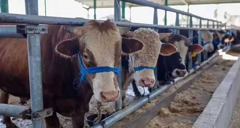 Bayram öncesi açıklanan tarifede küçükbaş ve büyükbaş hayvanlar için kilogram