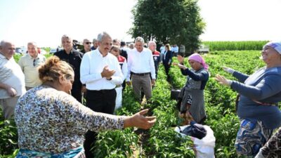 Edirne'nin coğrafi değeriyle öne çıkan Karaağaç acı biberinde hasat sezonu