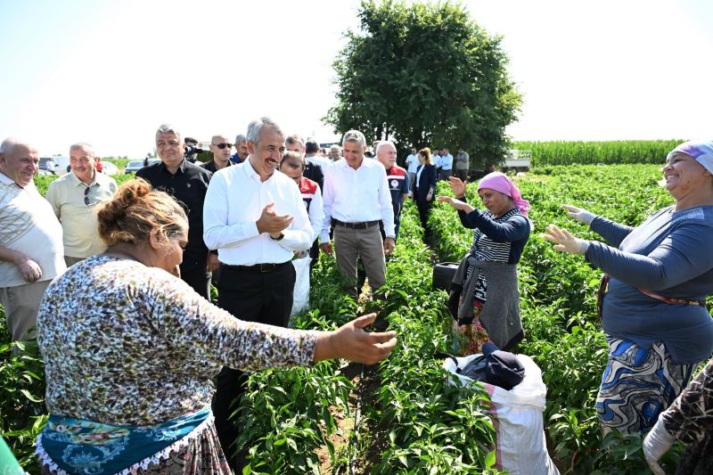 Edirne'nin coğrafi değeriyle öne çıkan Karaağaç acı biberinde hasat sezonu