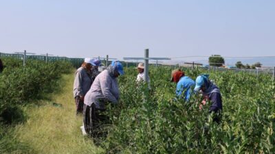 Edirne'nin İpsala ilçesine bağlı Kumdere Köyü'nde yaban mersini hasadı başladı.