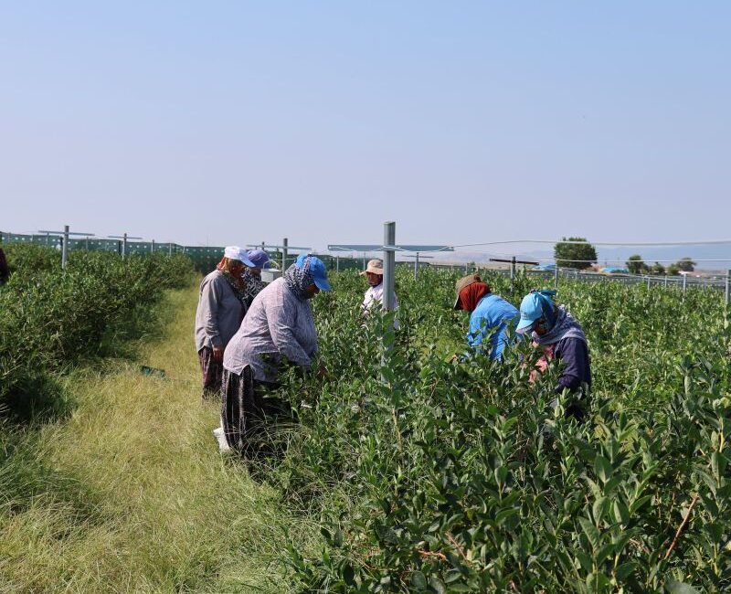 Edirne'nin İpsala ilçesine bağlı Kumdere Köyü'nde yaban mersini hasadı başladı.