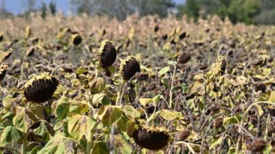 Edirne’nin önemli tarımsal ürünlerinden ayçiçeğinde hasat sezonu başladı. Edirne Valisi